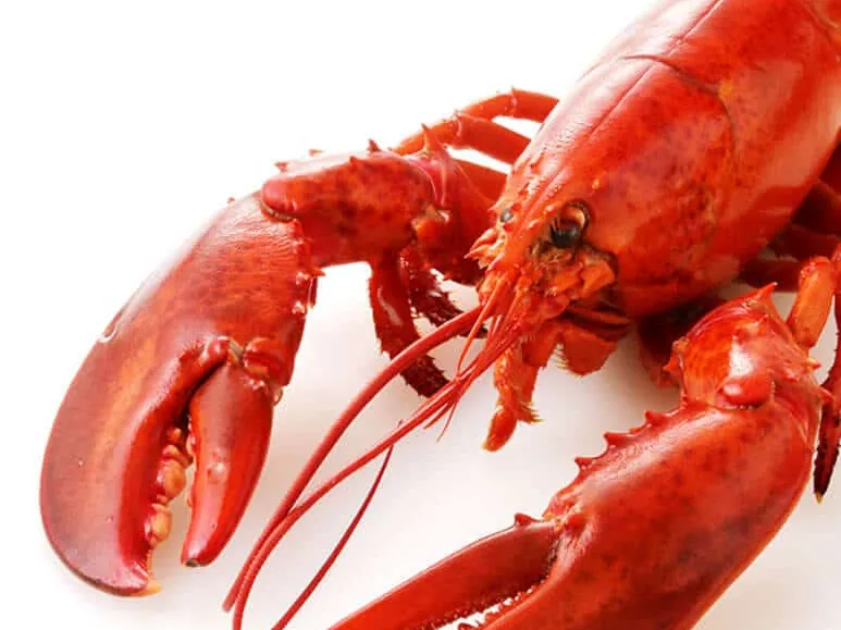 Live lobster at Caplinger's Fresh Catch Indianapolis